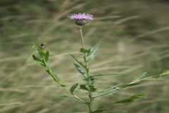 Tricholepis radicans